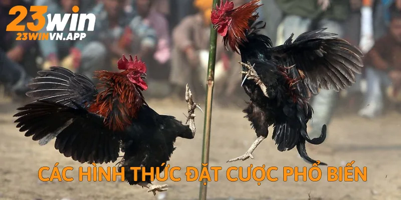 Khám phá các loại hình đặt cược phổ biến tại sân chơi hàng đầu