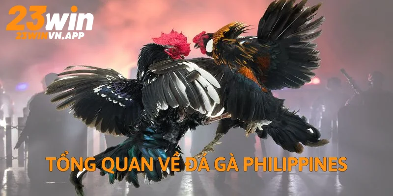 Tìm hiểu sơ lược về Đá Gà Philippines trên nền tảng trực tuyến